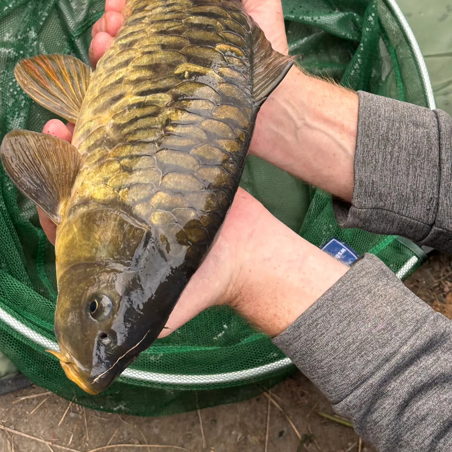 Mirror carp caught on Fishbrain