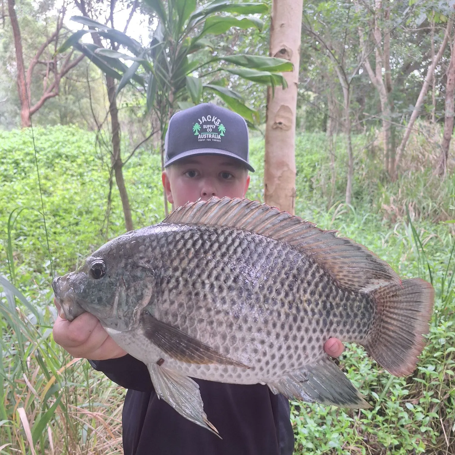 The most recent Mozambique tilapia catches on Fishbrain