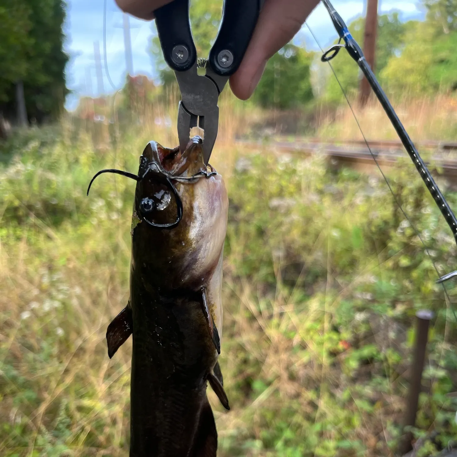 Black bullhead caught on Fishbrain