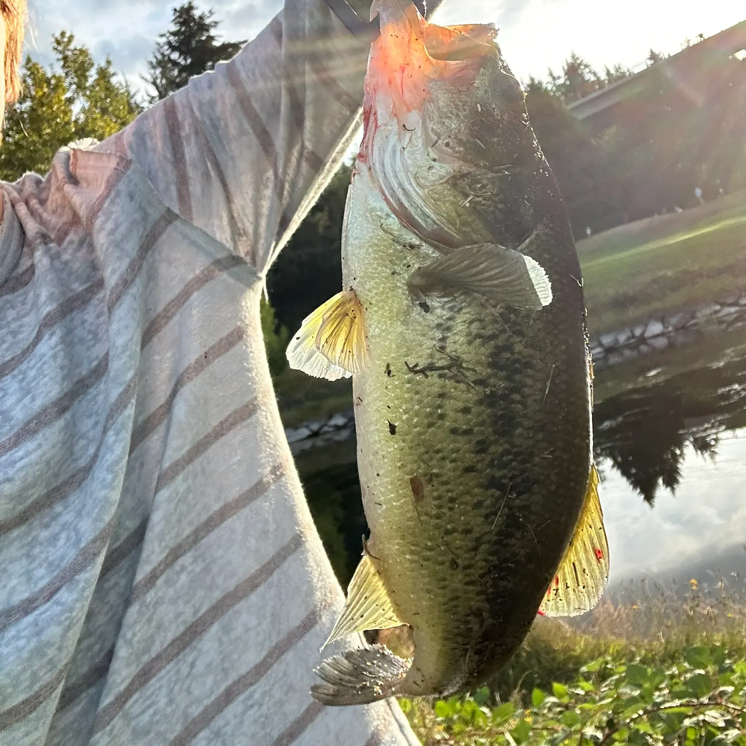 Largemouth bass caught on Fishbrain