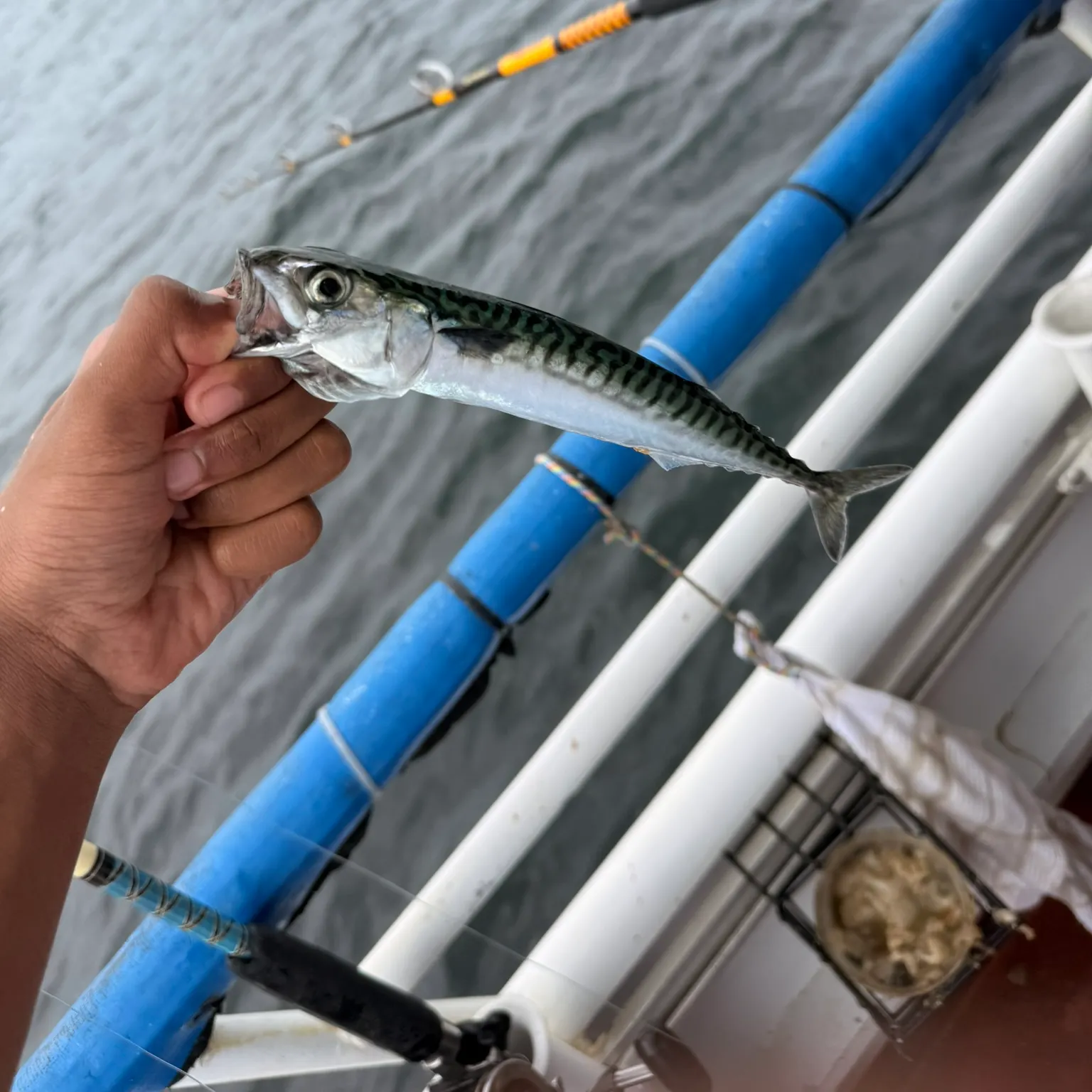 The most recent Atlantic mackerel catches on Fishbrain