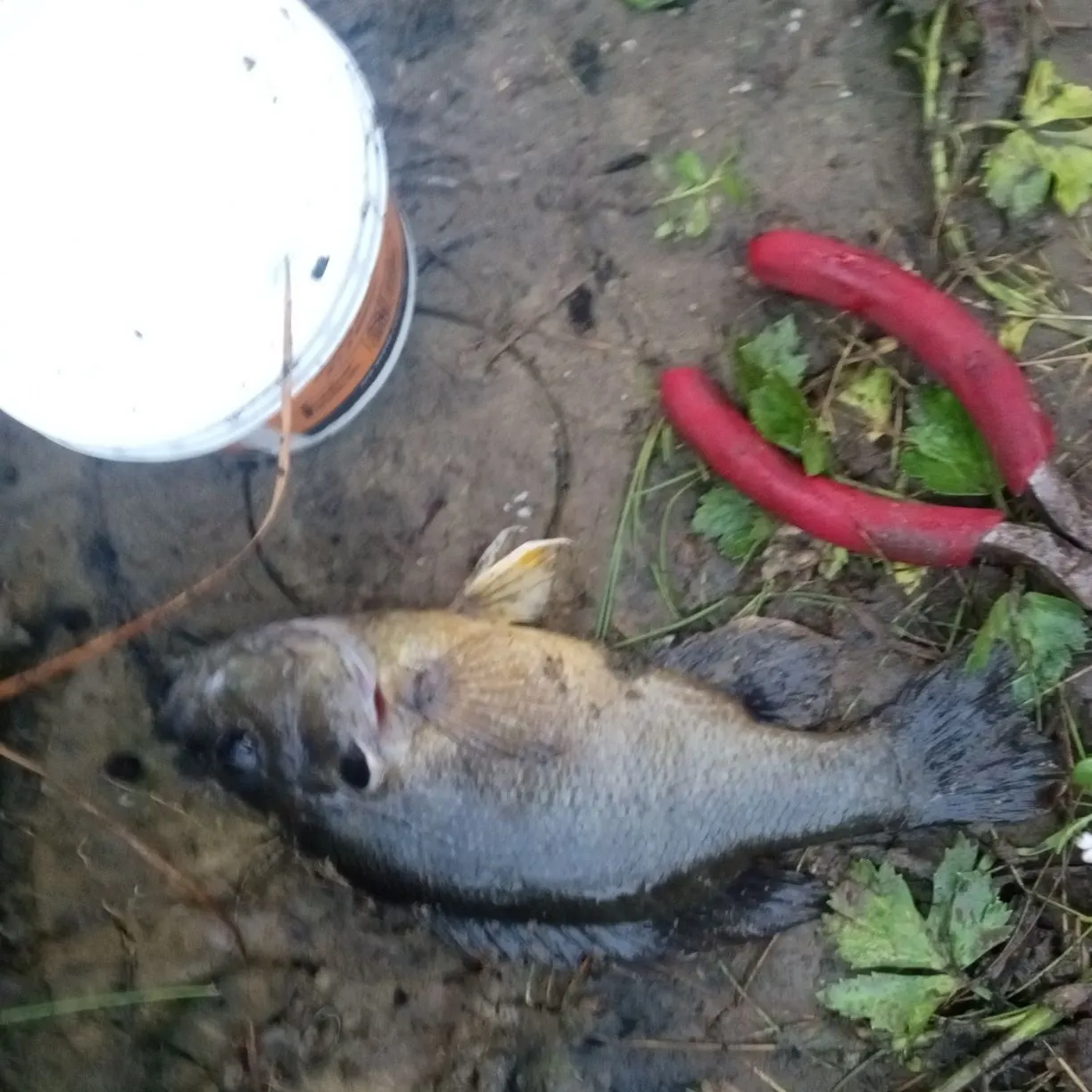 Green sunfish caught on Fishbrain