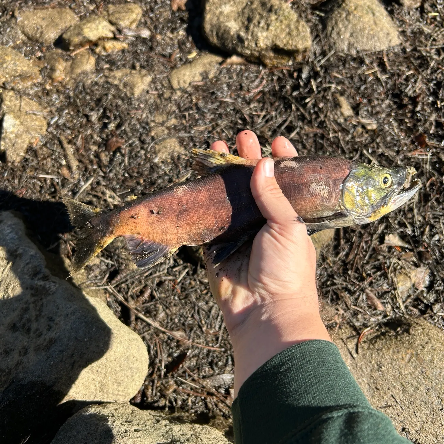 Kokanee salmon caught on Fishbrain
