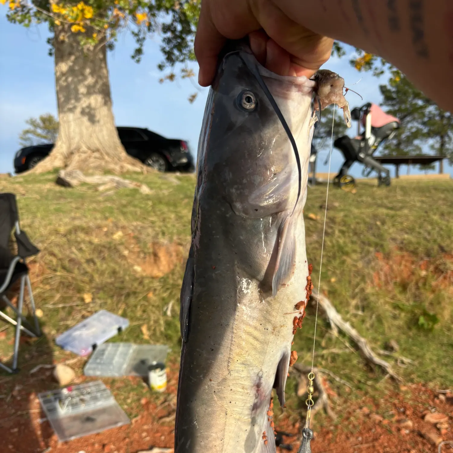 Blue catfish caught on Fishbrain