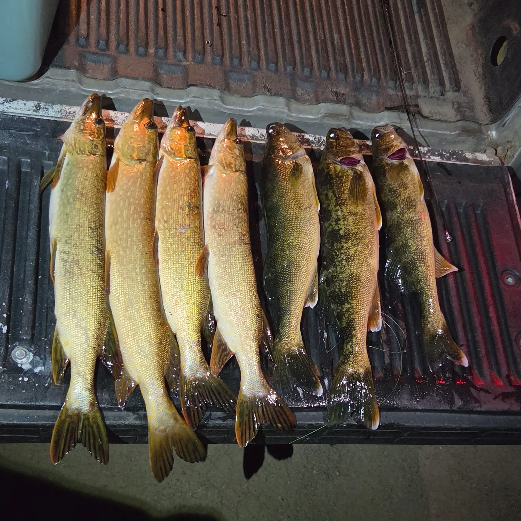 Walleye caught on Fishbrain