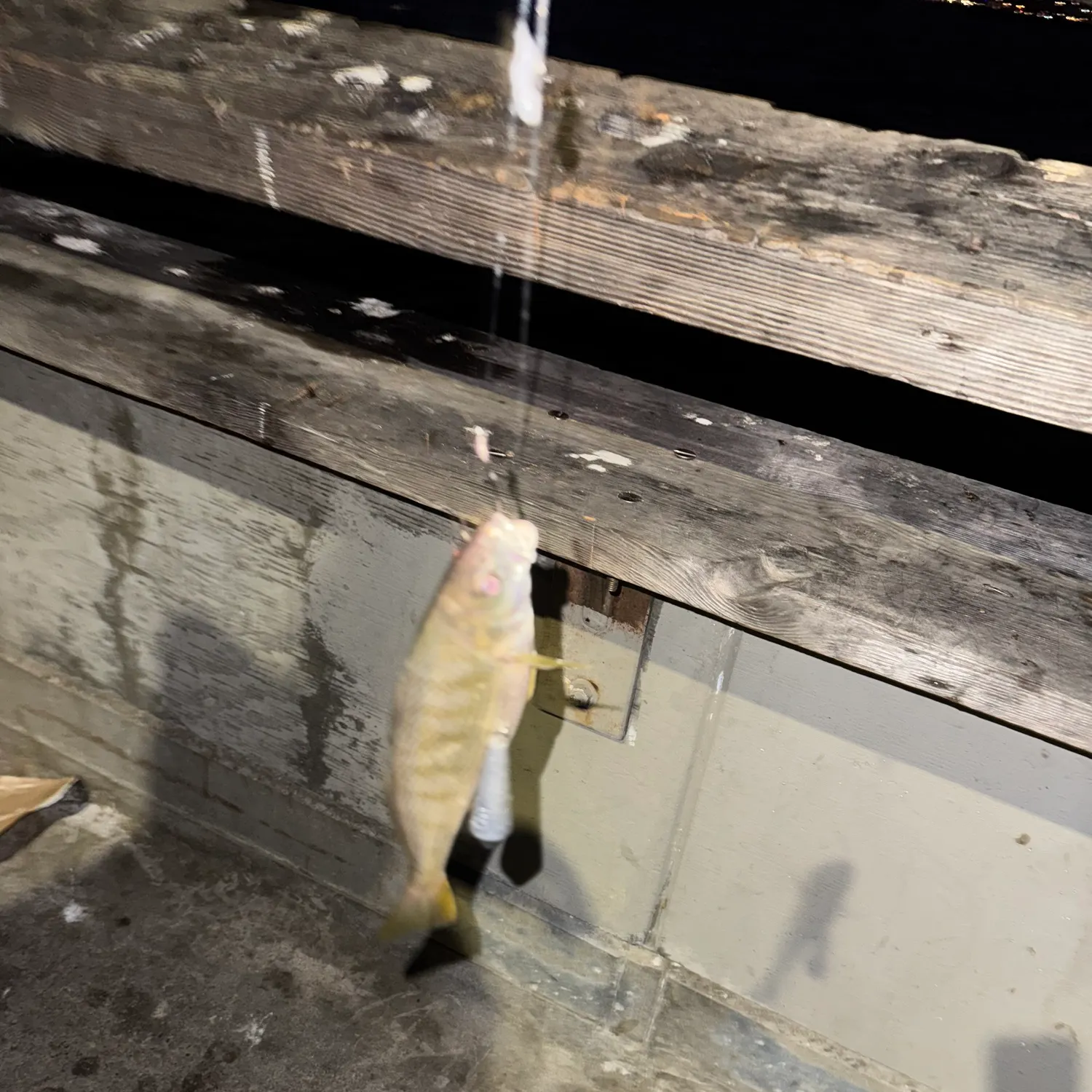 Yellow perch caught on Fishbrain