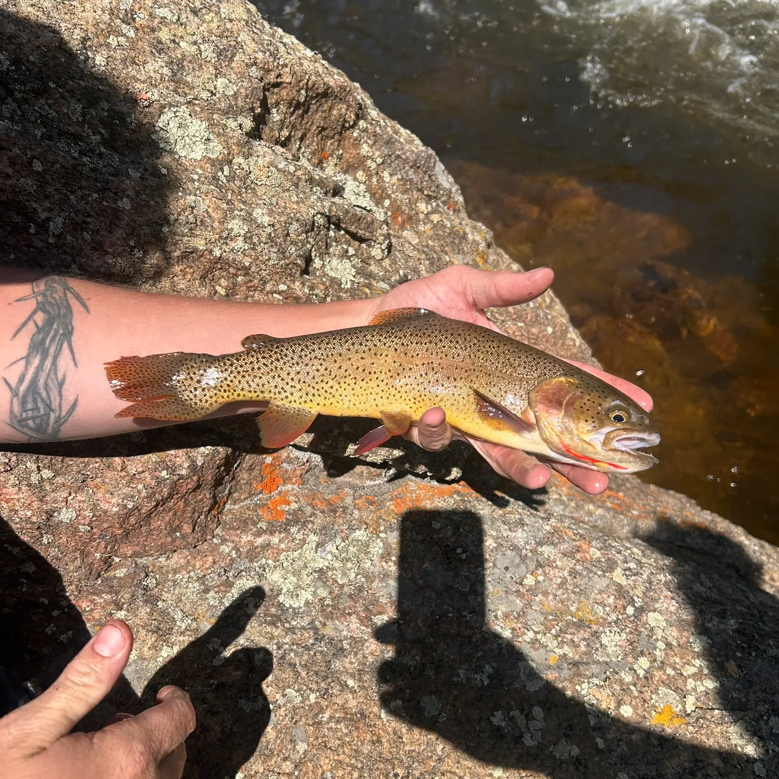 The most recent Snake River fine-spotted cutthroat trout catches on Fishbrain