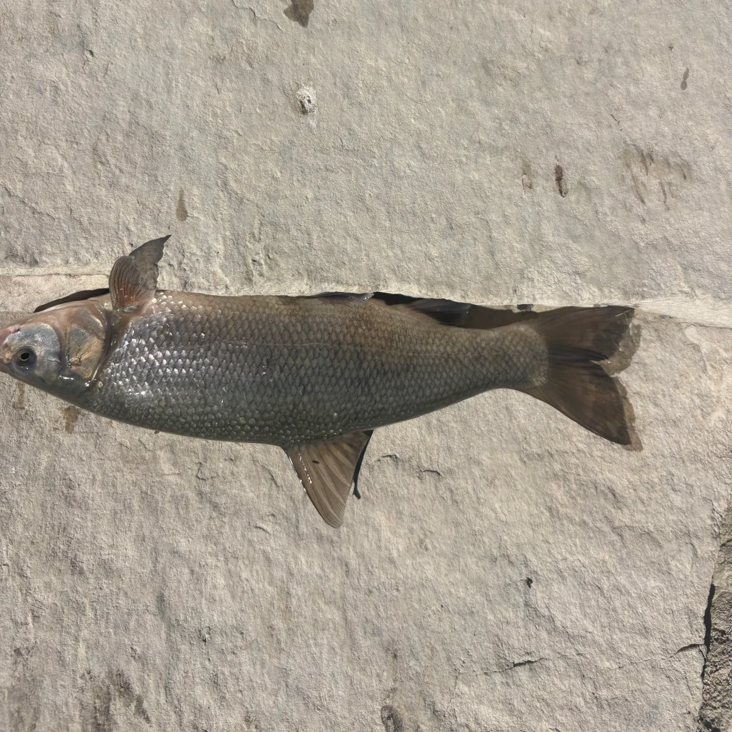 Utah chub caught on Fishbrain