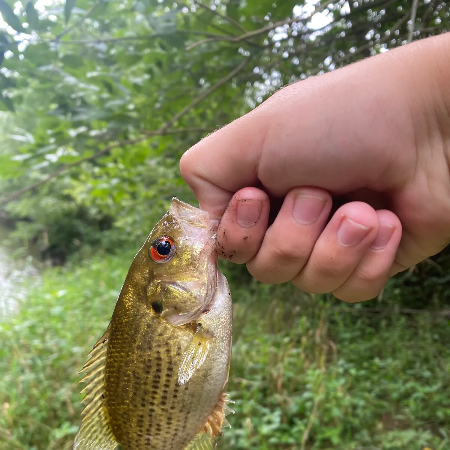 Rock bass caught on Fishbrain