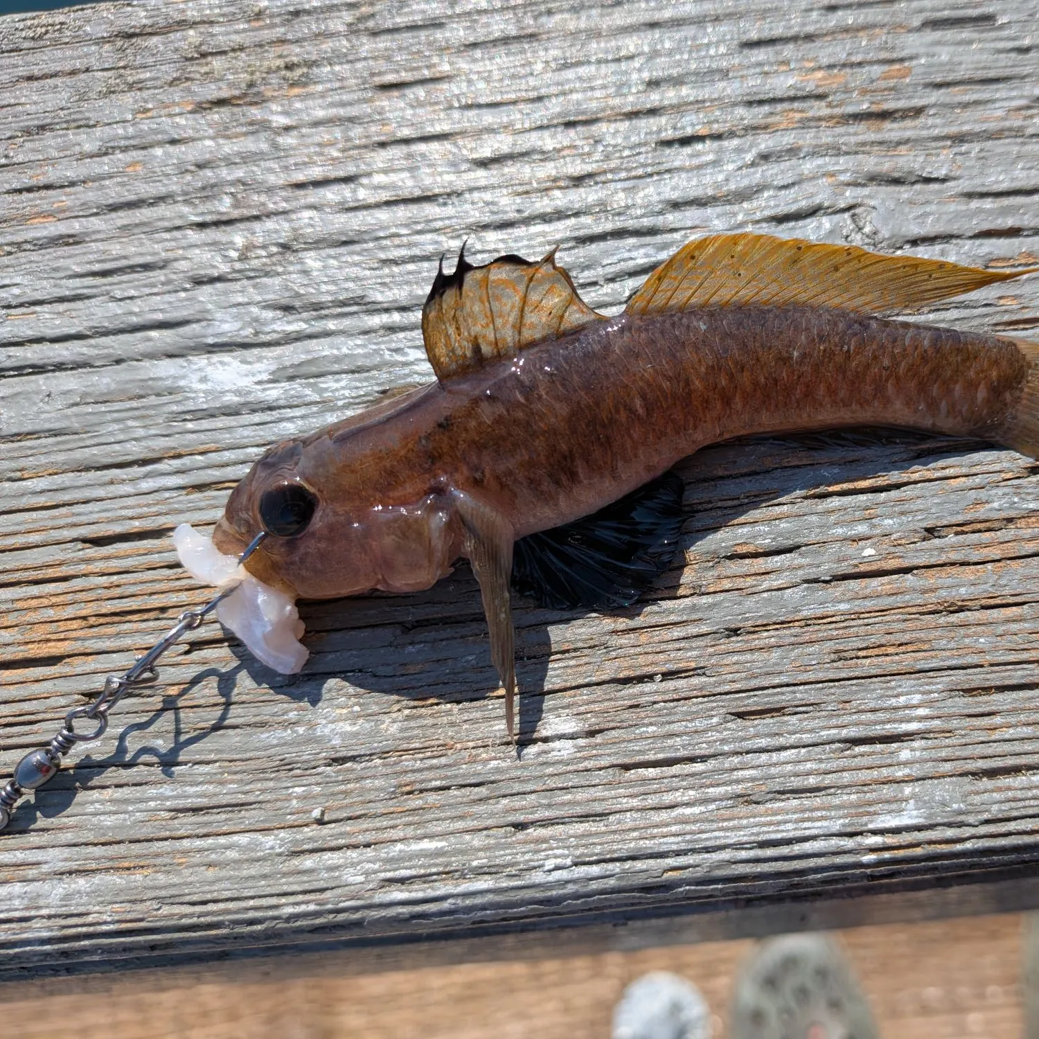 The most recent Blackeye goby catches on Fishbrain