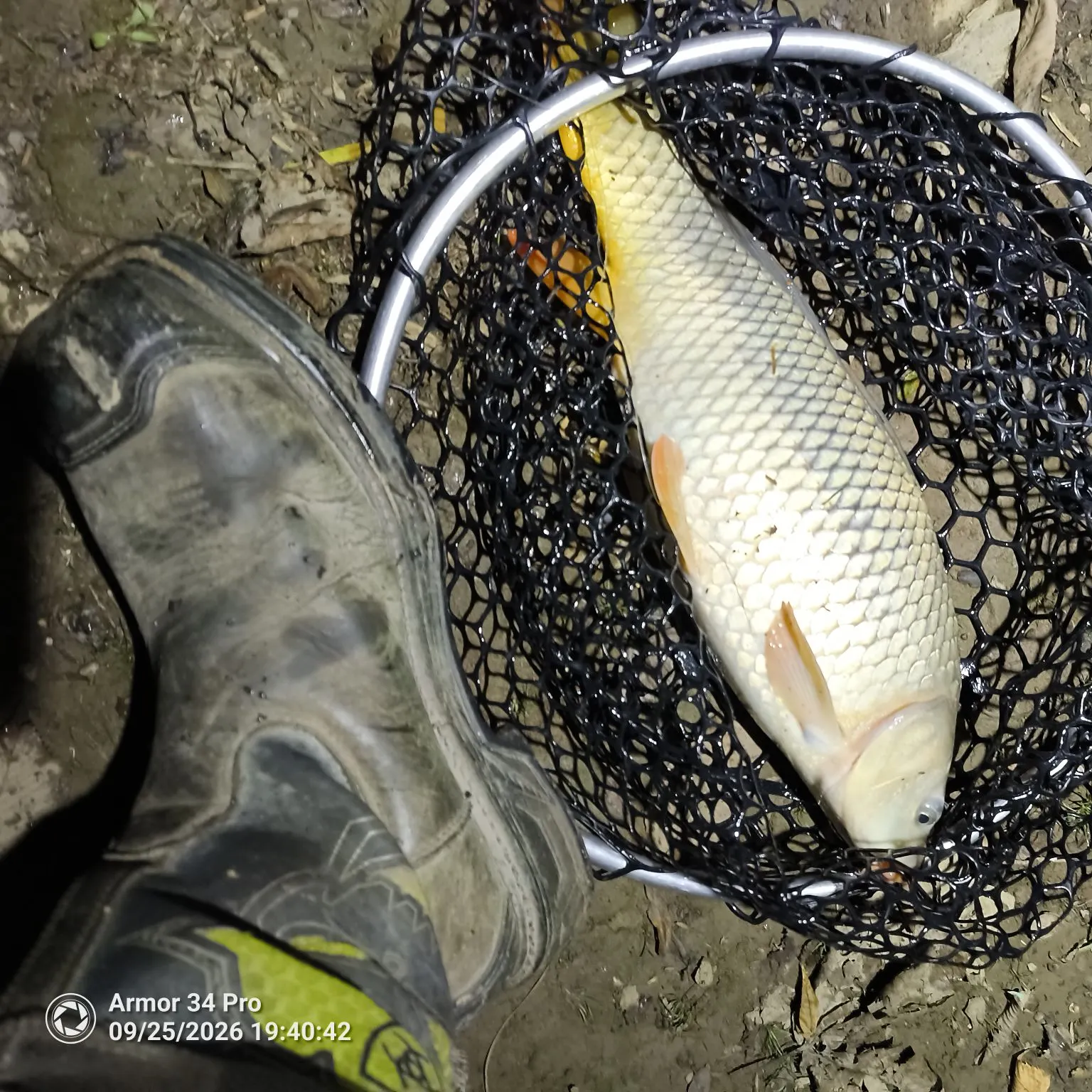 Common carp caught on Fishbrain