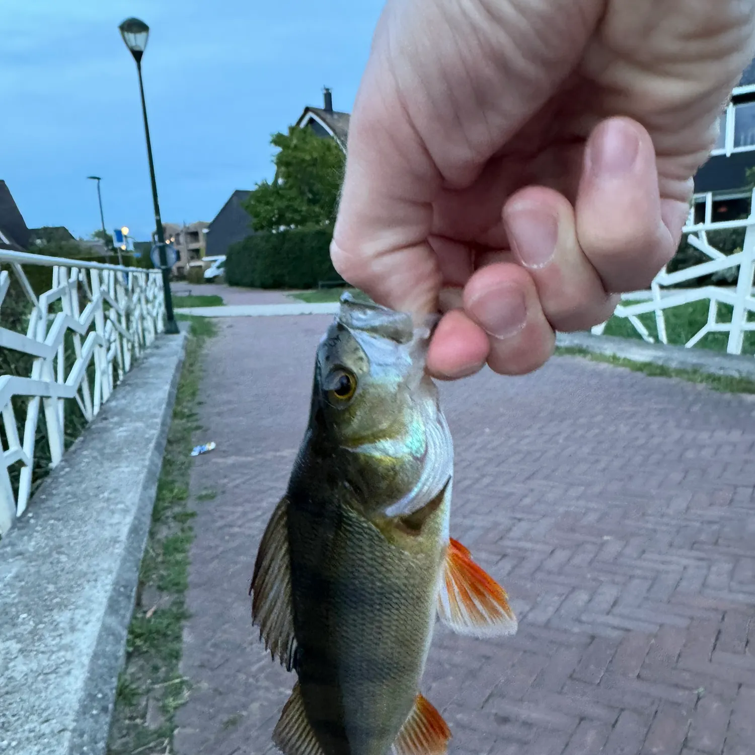 European perch caught on Fishbrain