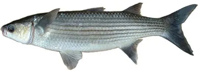 Thicklip grey mullet