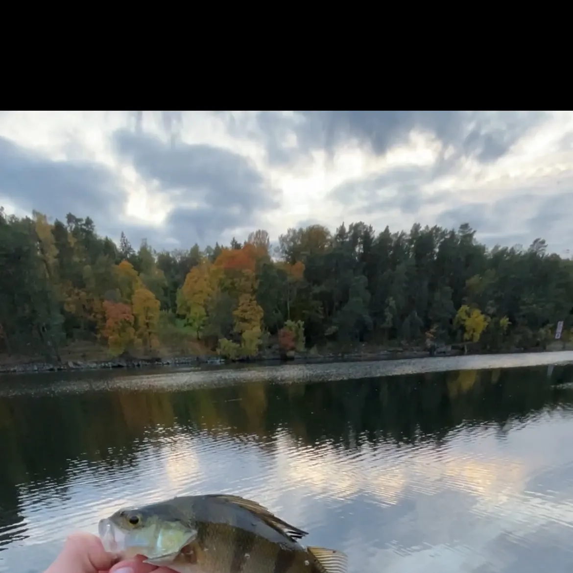 European perch caught on Fishbrain