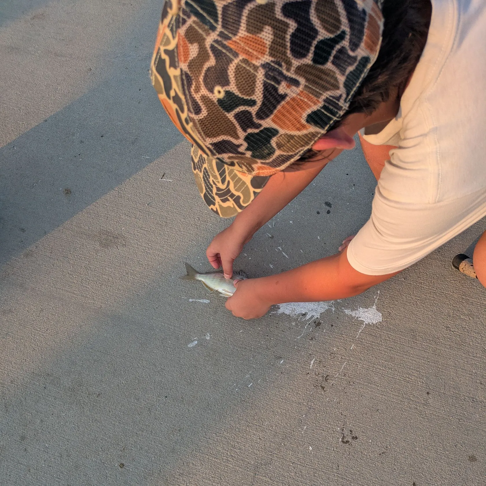 Pinfish caught on Fishbrain