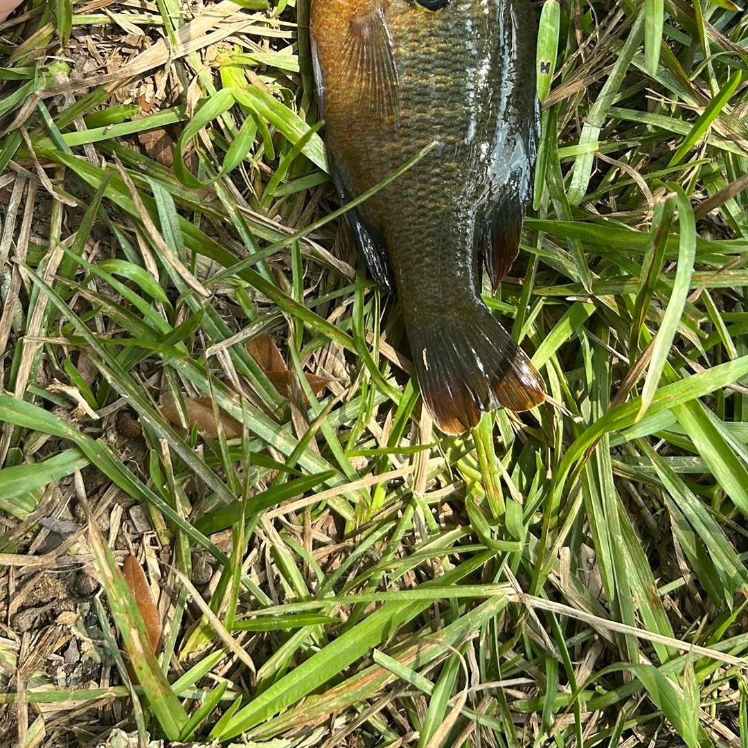 Redspotted sunfish caught on Fishbrain