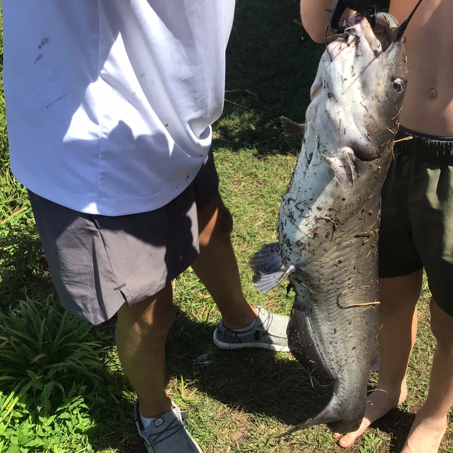 Channel catfish caught on Fishbrain