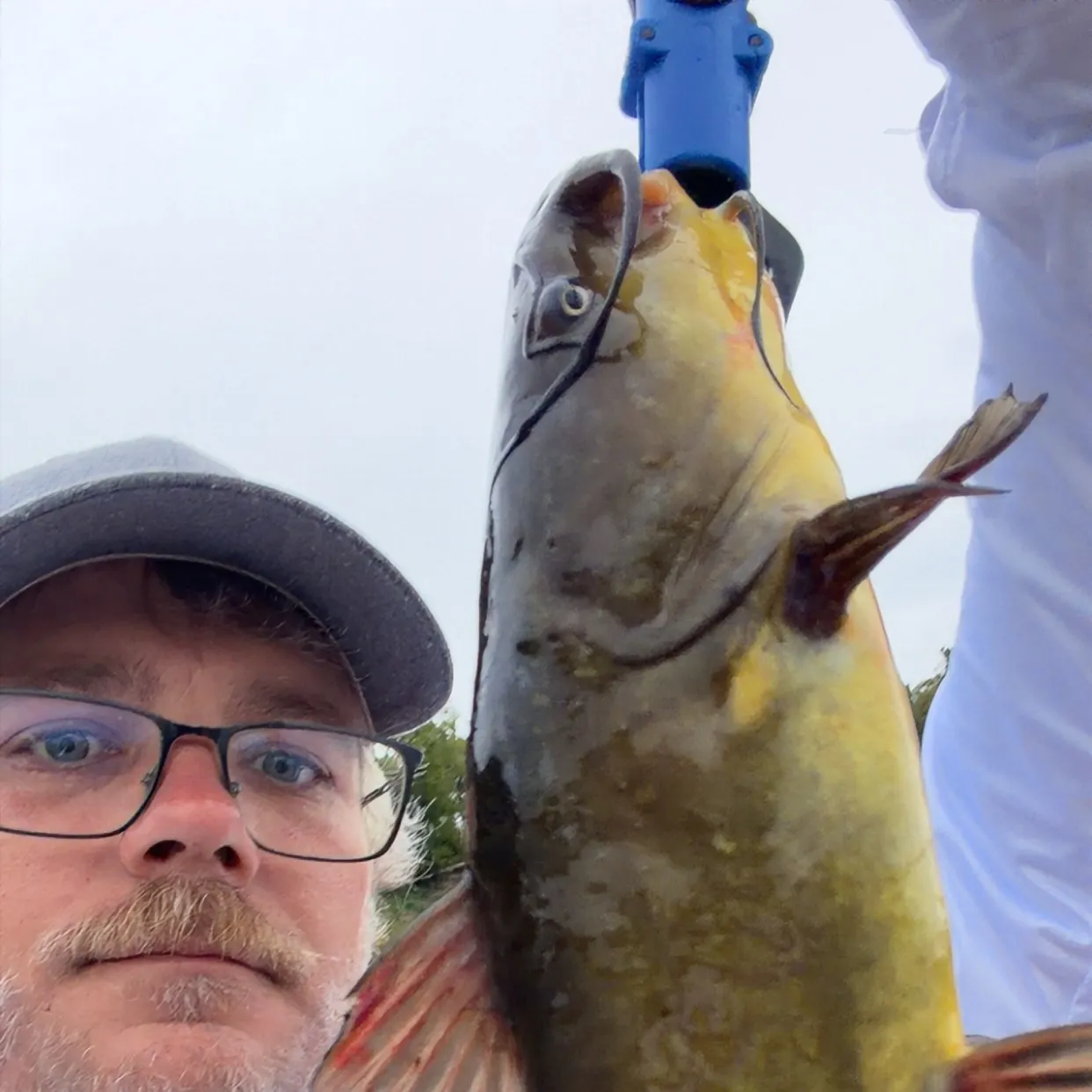Yellow bullhead caught on Fishbrain
