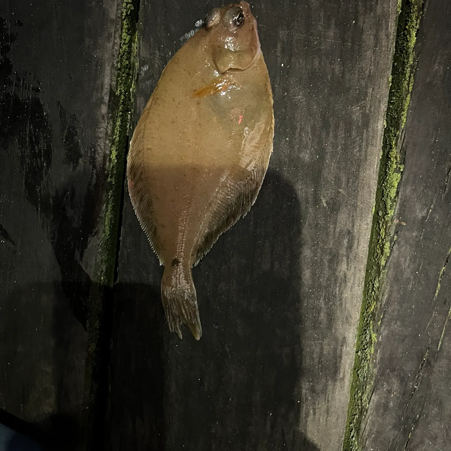 The most recent Common dab catches on Fishbrain