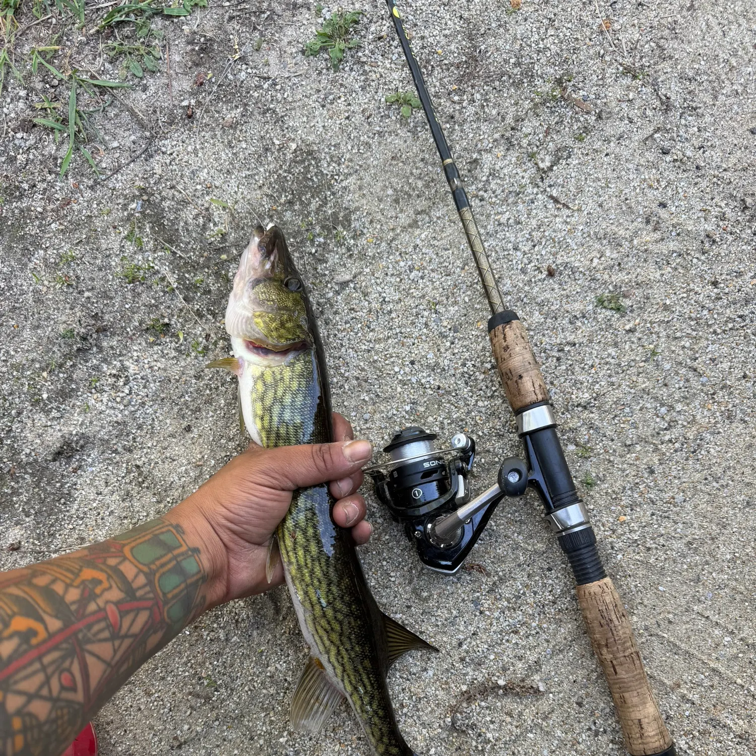 recently logged catches