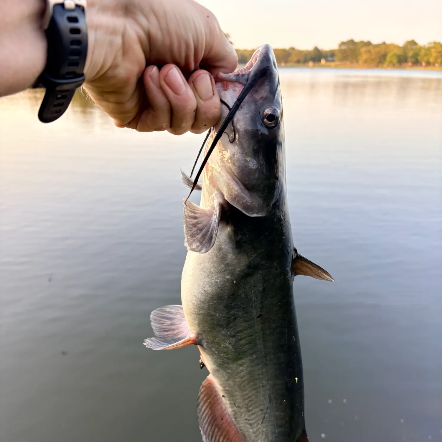 The most recent Blue catfish catches on Fishbrain