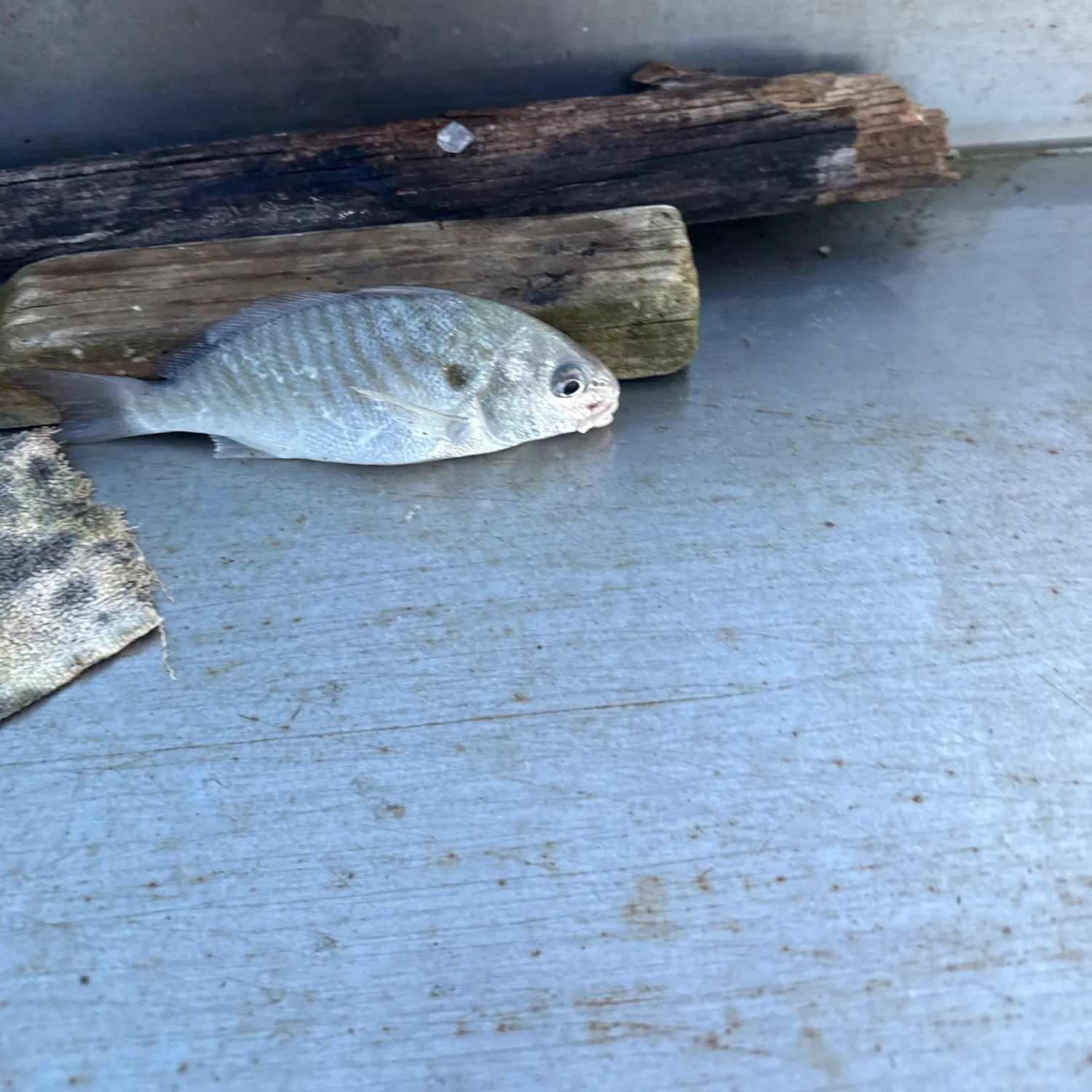 The most recent Spot croaker catches on Fishbrain