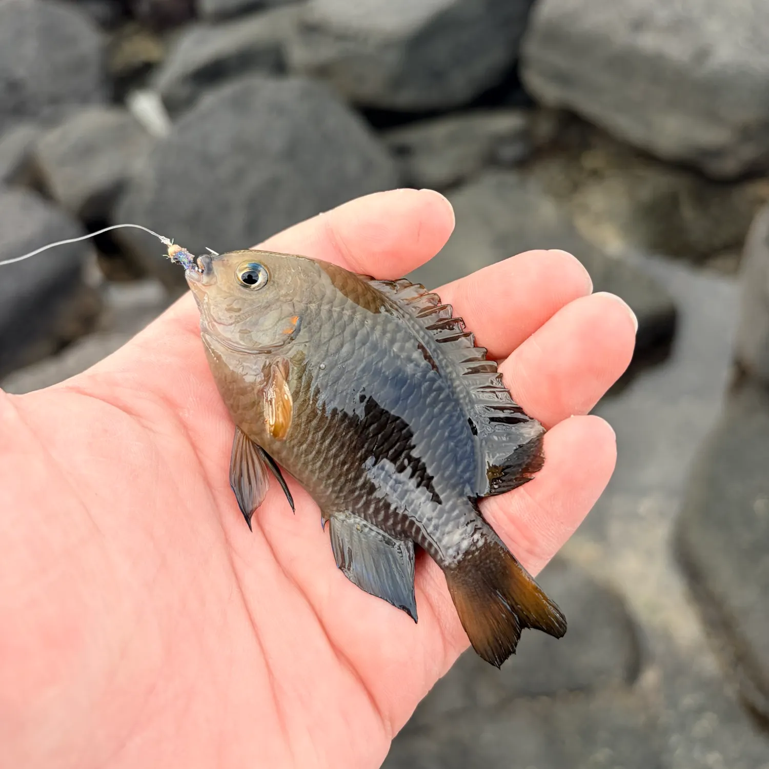 The most recent Dusky damselfish catches on Fishbrain