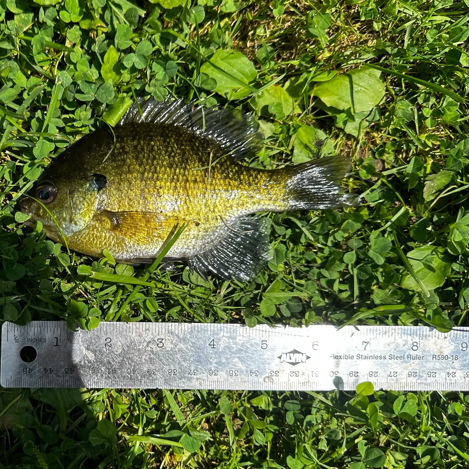 Bluegill caught on Fishbrain
