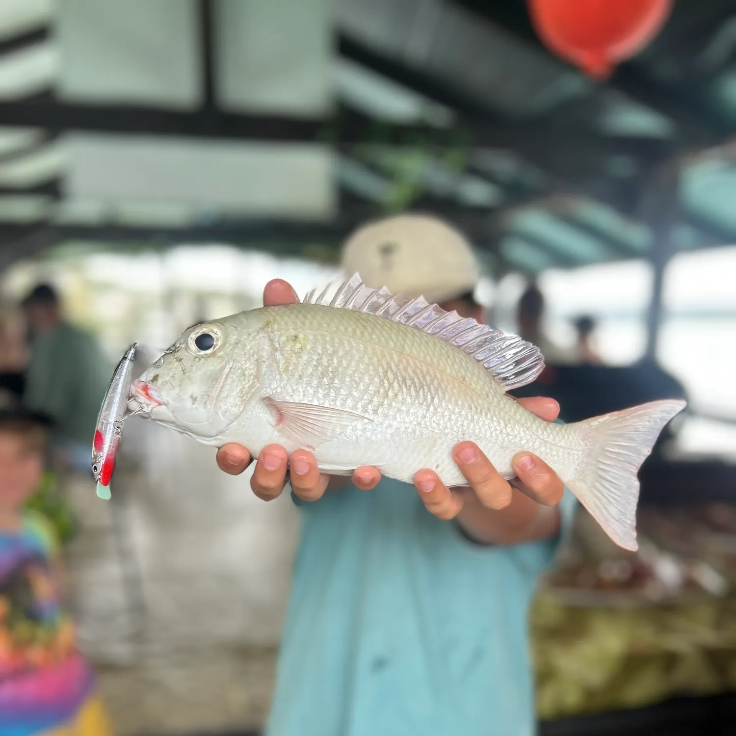 The most recent Pink ear emperor catches on Fishbrain
