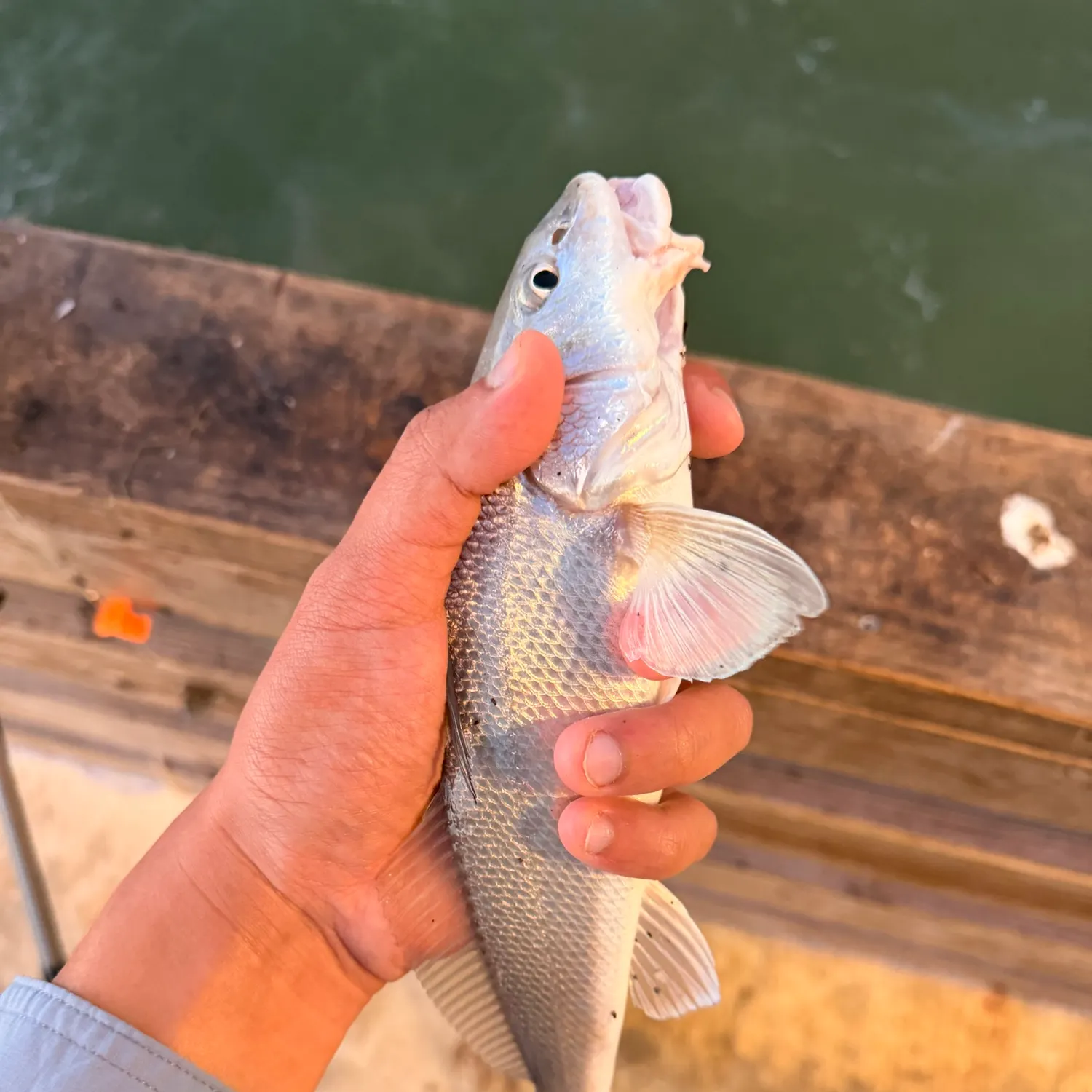 Fish caught on Fishbrain