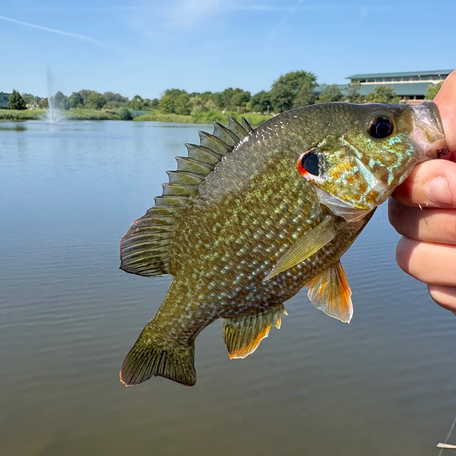 Greengill hybrid caught on Fishbrain