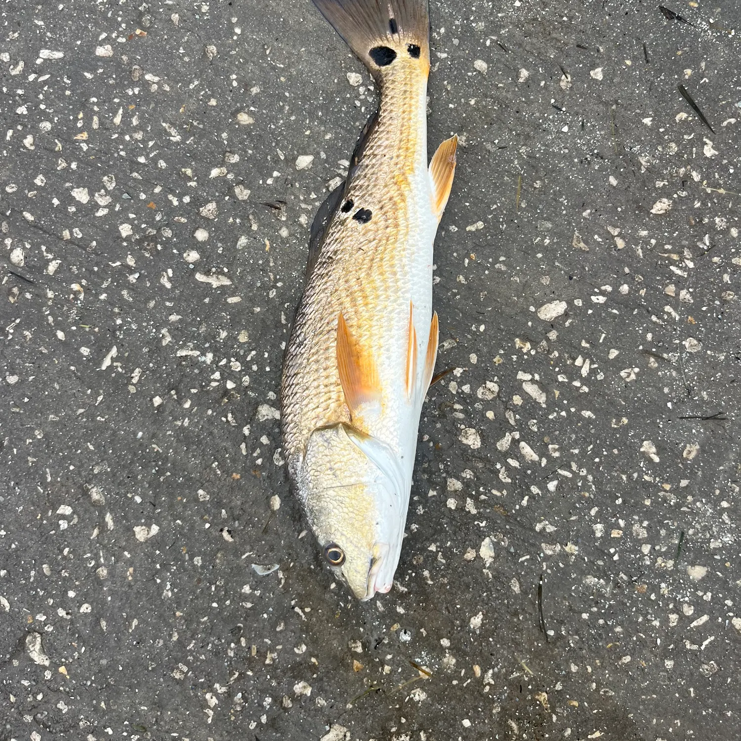 Red drum caught on Fishbrain