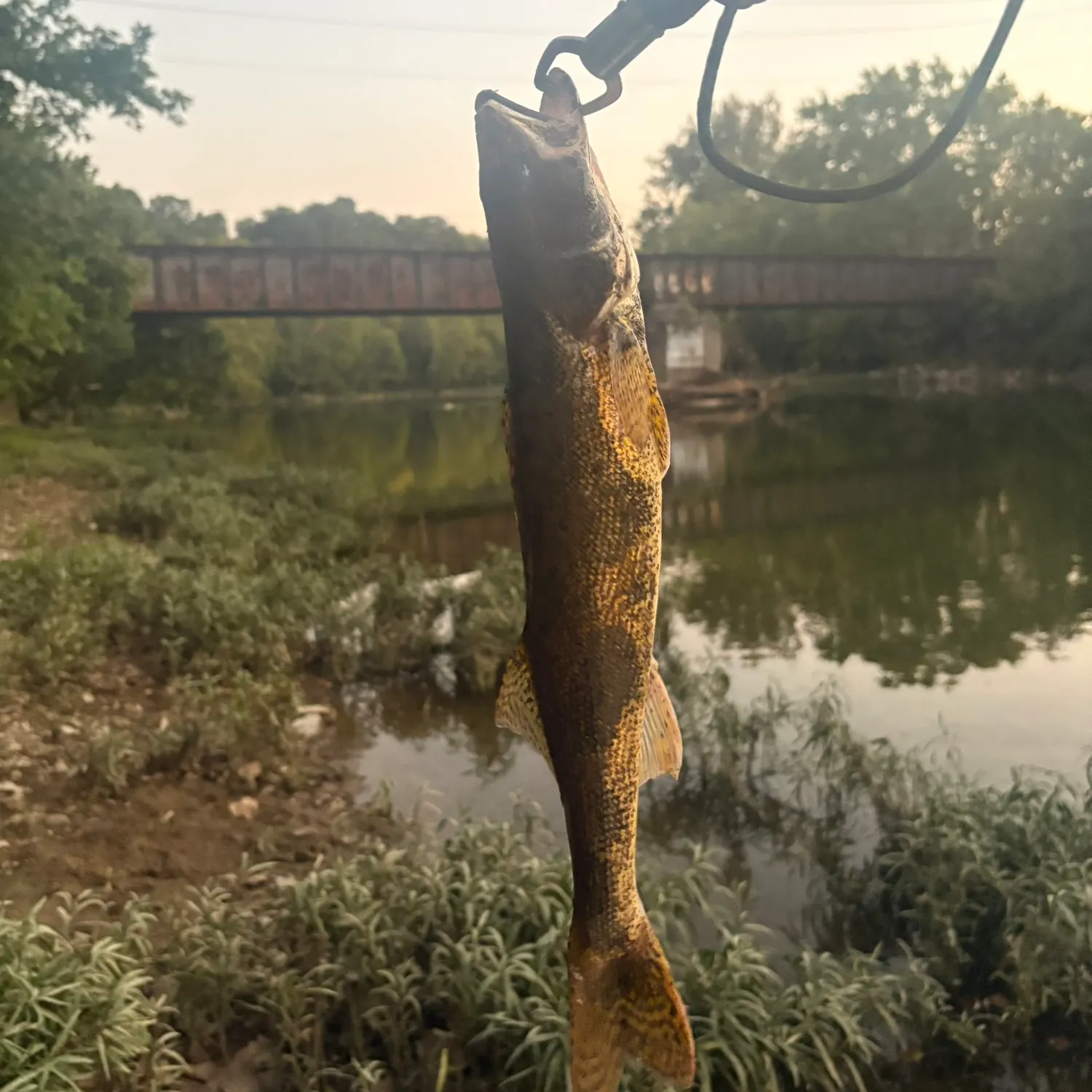 Sauger caught on Fishbrain