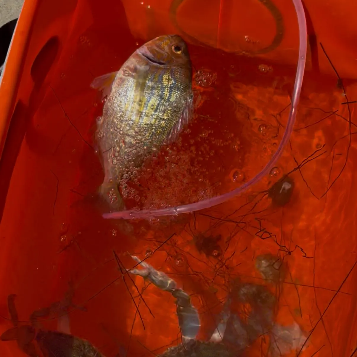The most recent Blue crab catches on Fishbrain