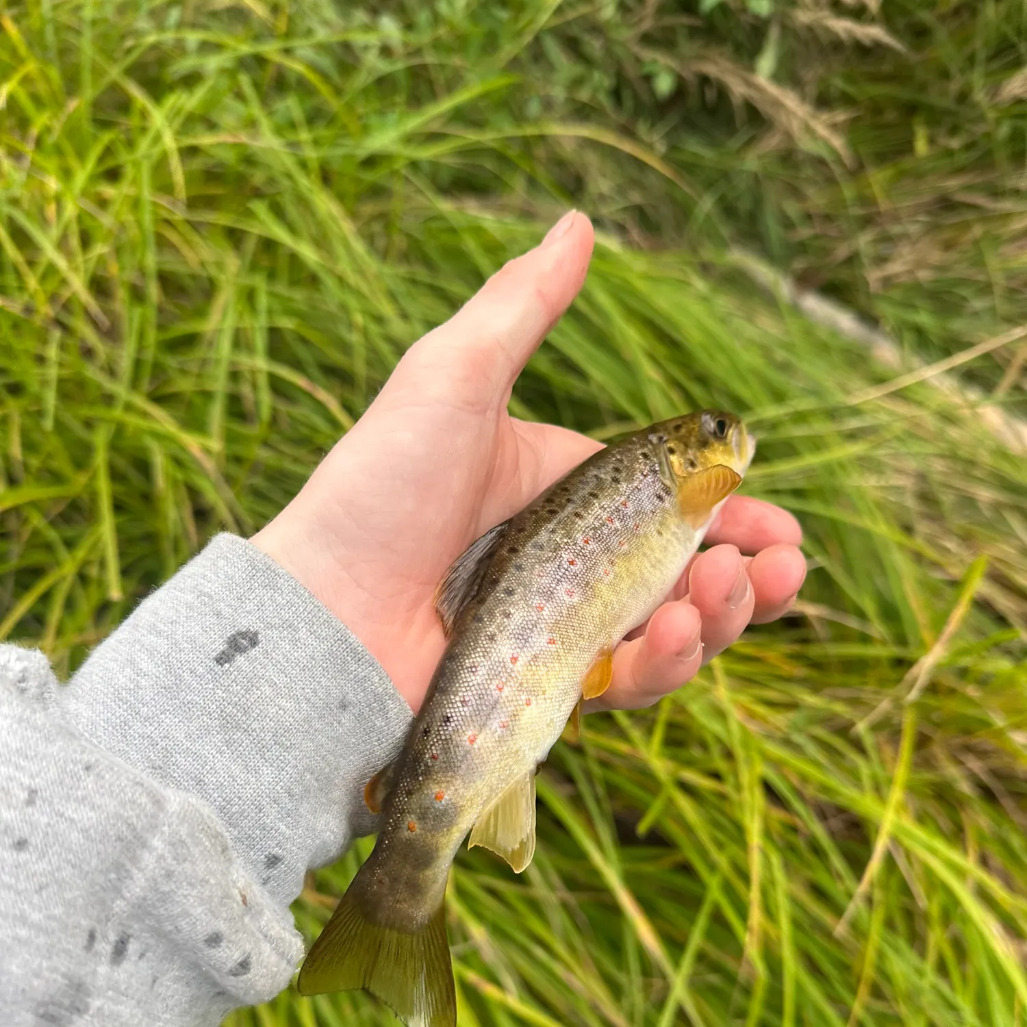 Brown trout caught on Fishbrain