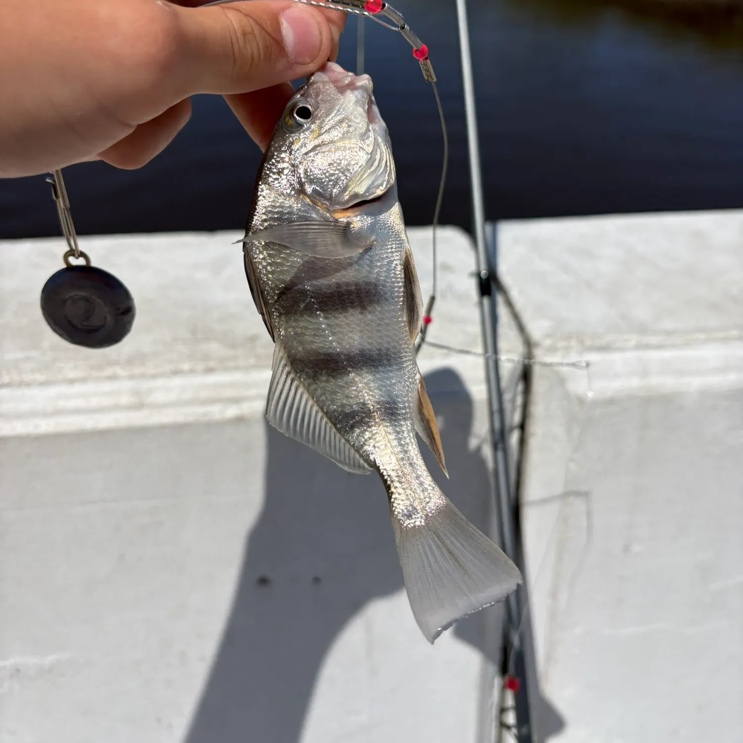Black drum caught on Fishbrain