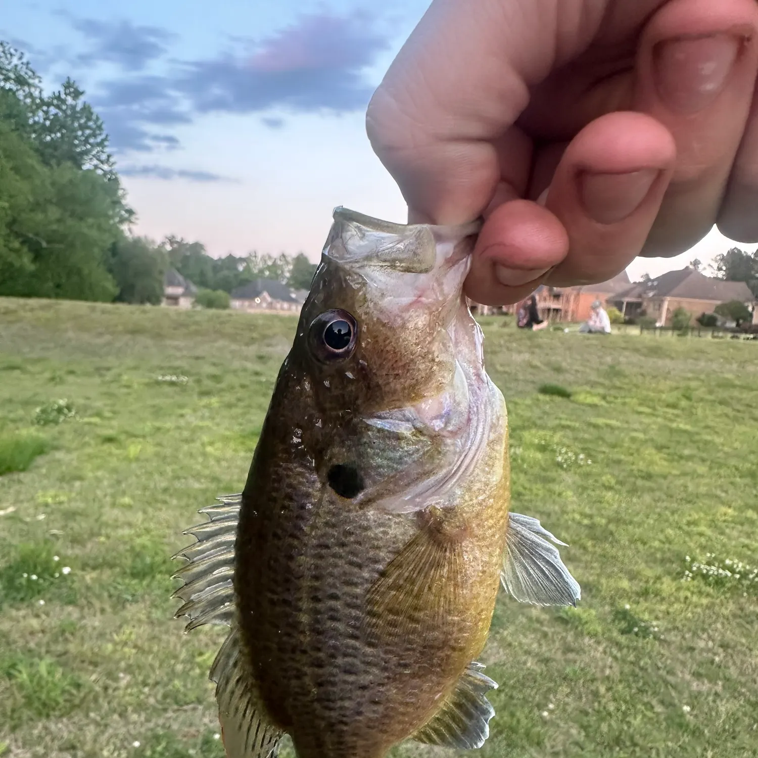 The most recent Redear x bluegill catches on Fishbrain