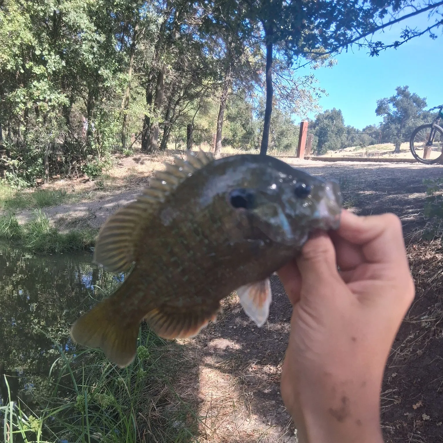 Greengill hybrid caught on Fishbrain