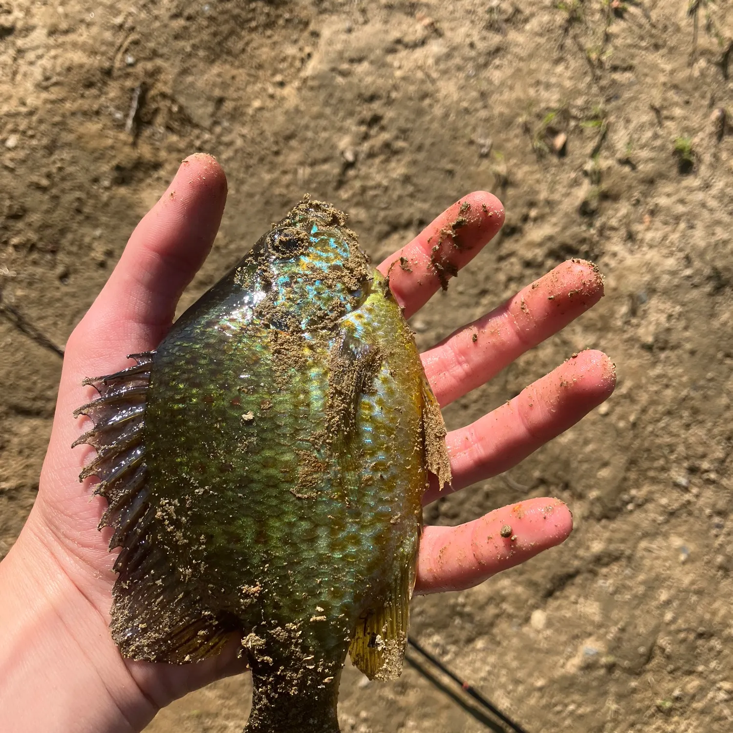 Pumpkinseed caught on Fishbrain