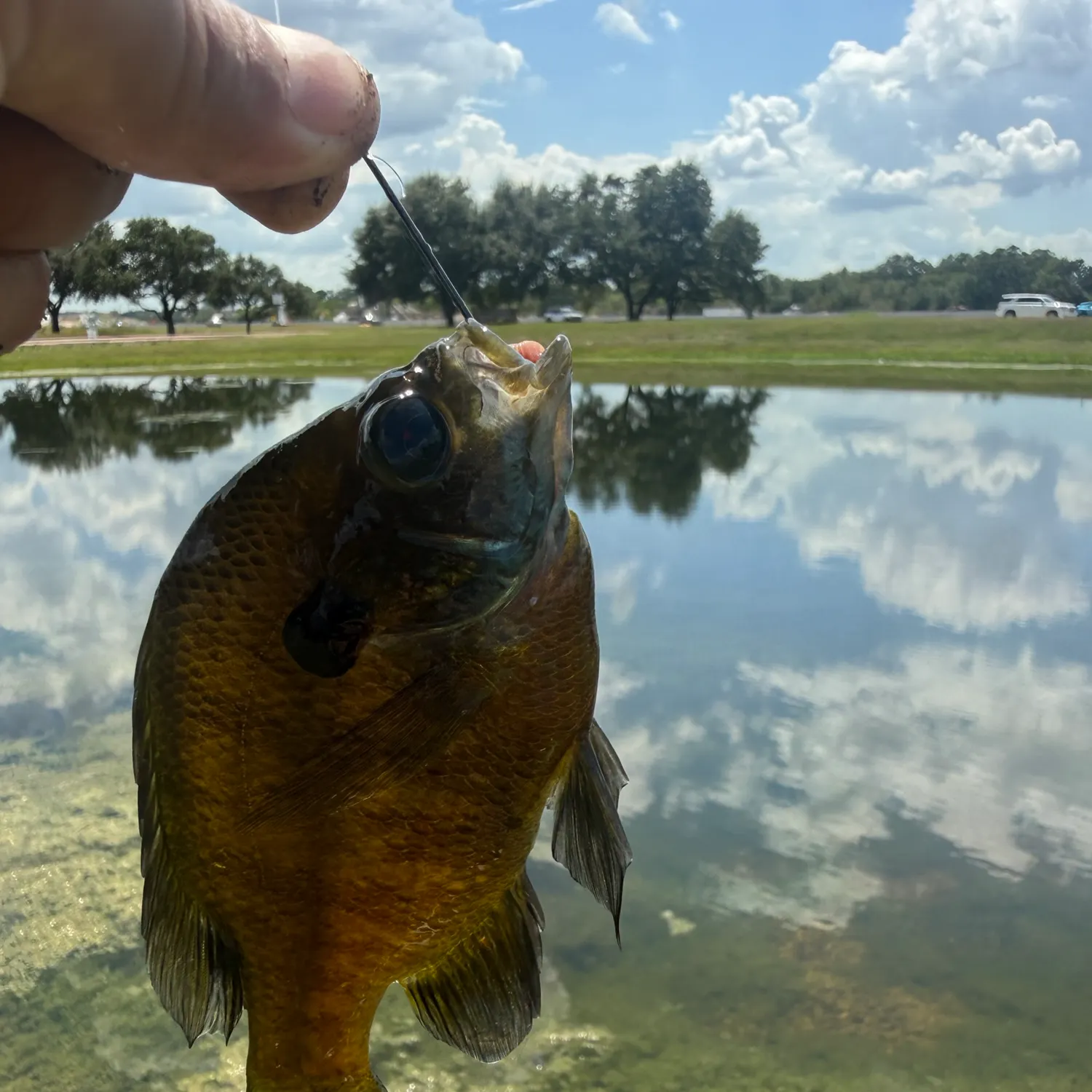 Bluegill caught on Fishbrain