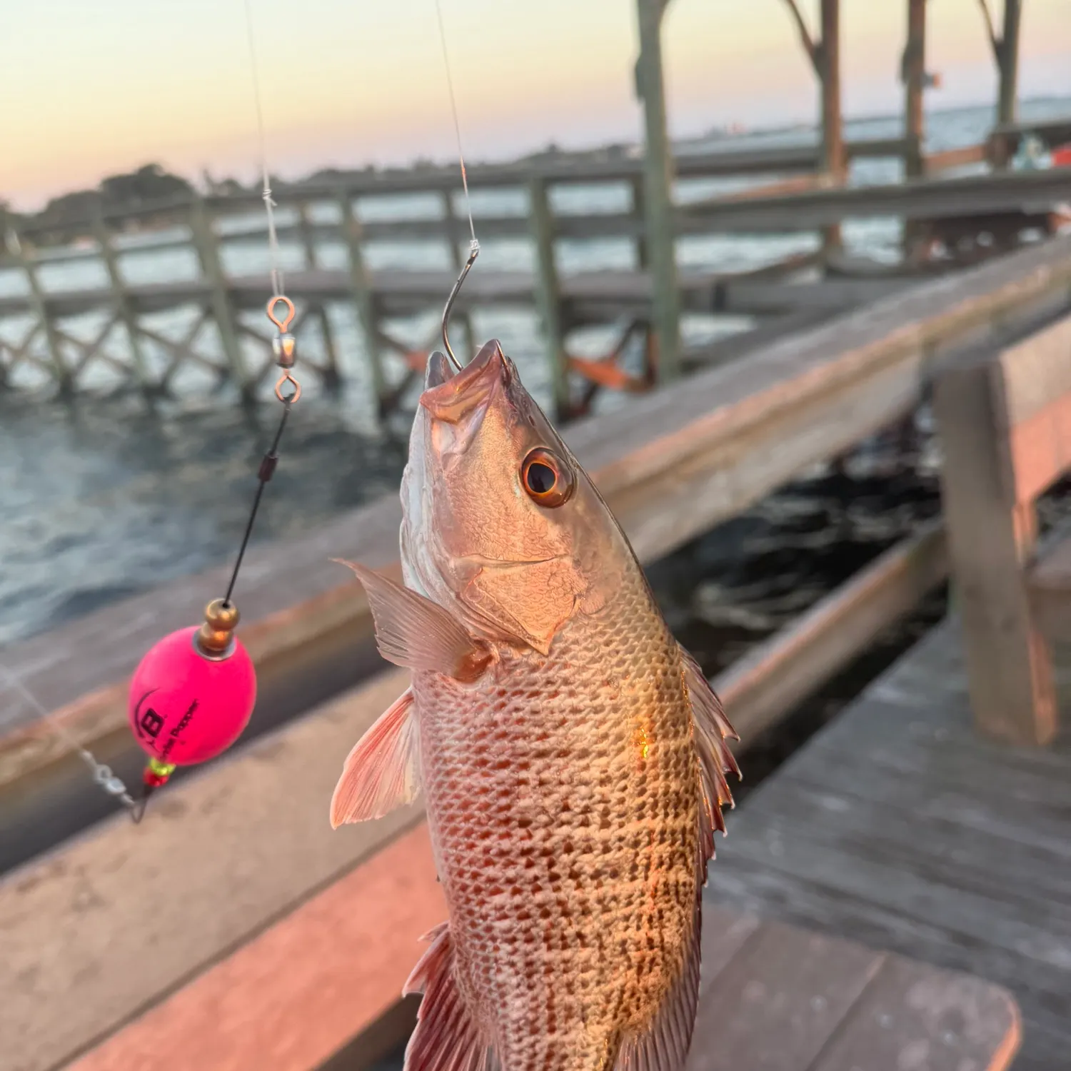 Mangrove snapper caught on Fishbrain