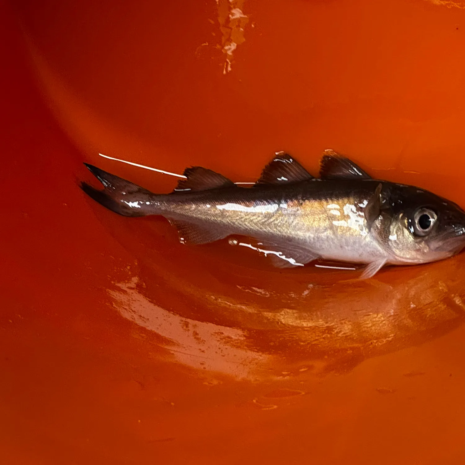 The most recent Pacific tomcod catches on Fishbrain