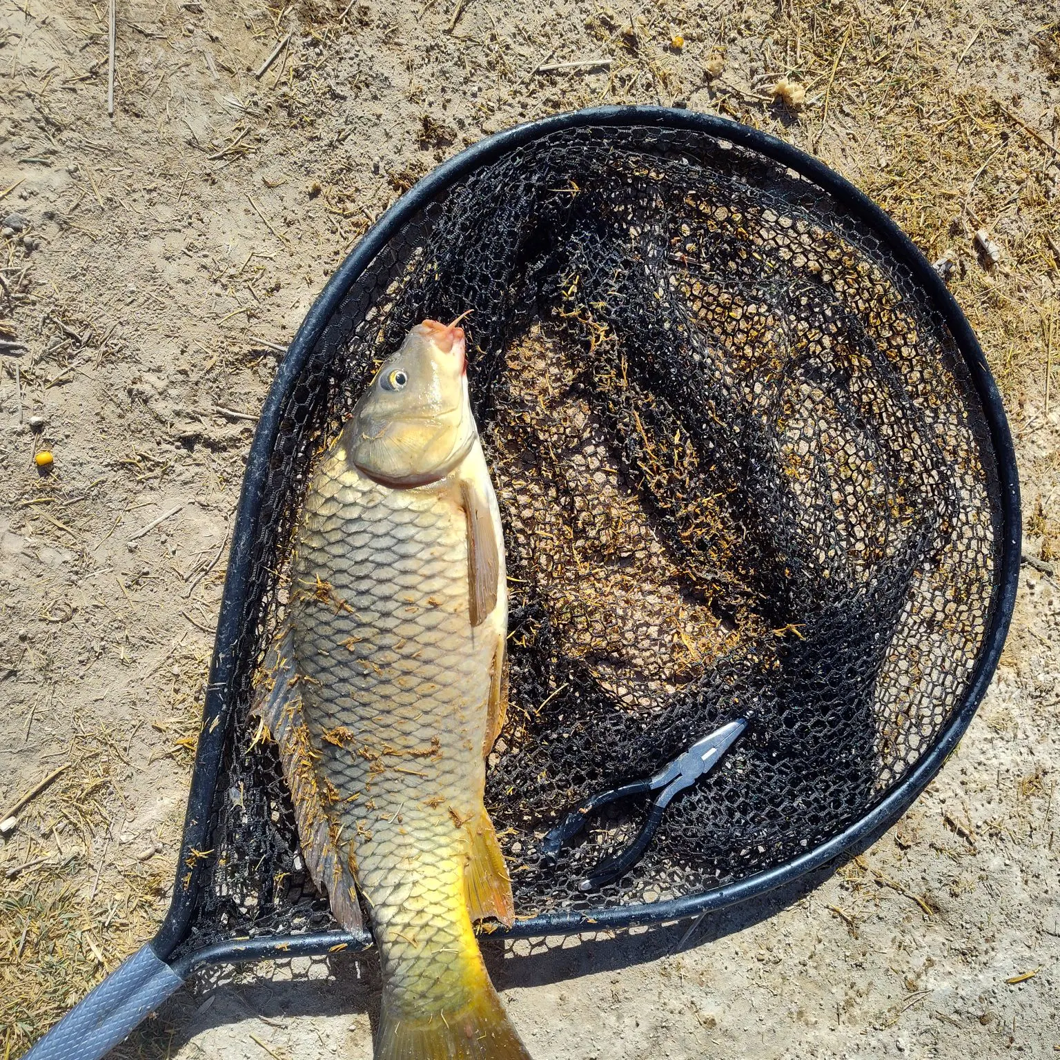 Common carp caught on Fishbrain