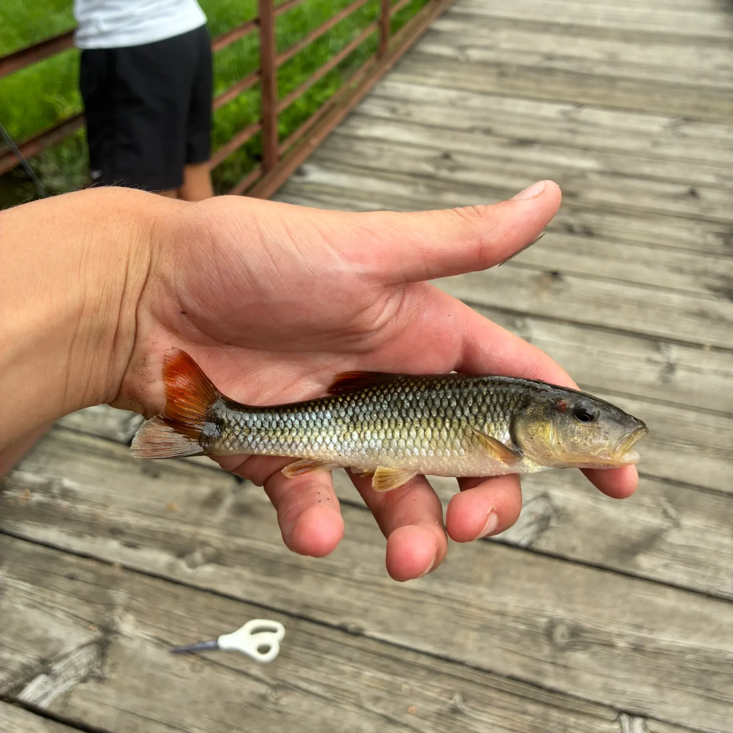 The most recent Hornyhead chub catches on Fishbrain