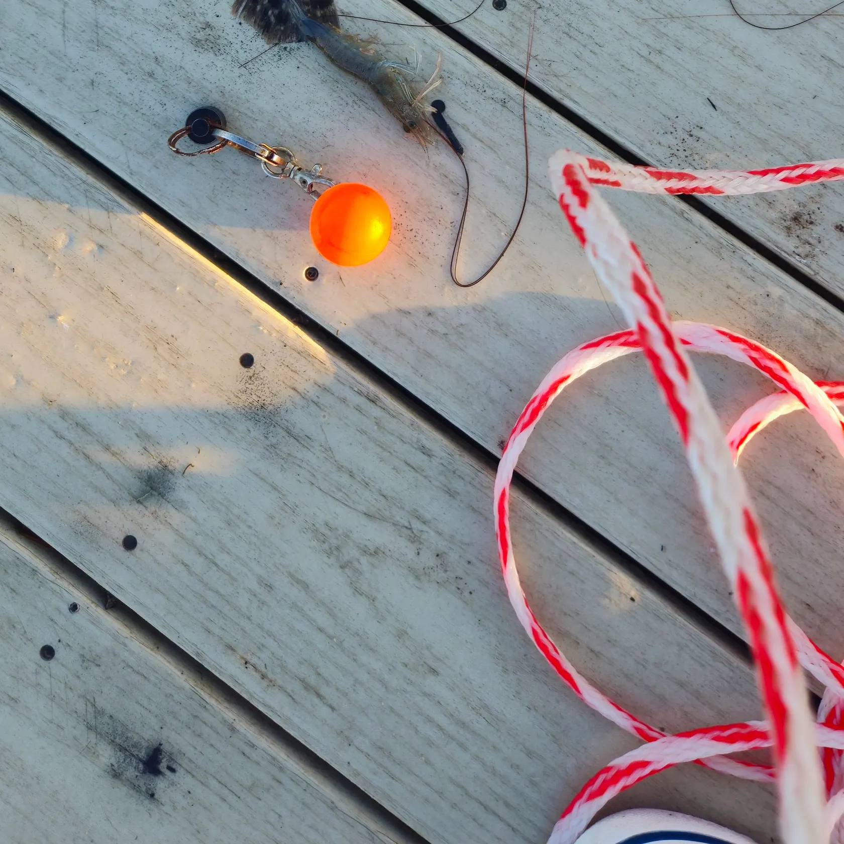 Summer flounder caught on Fishbrain