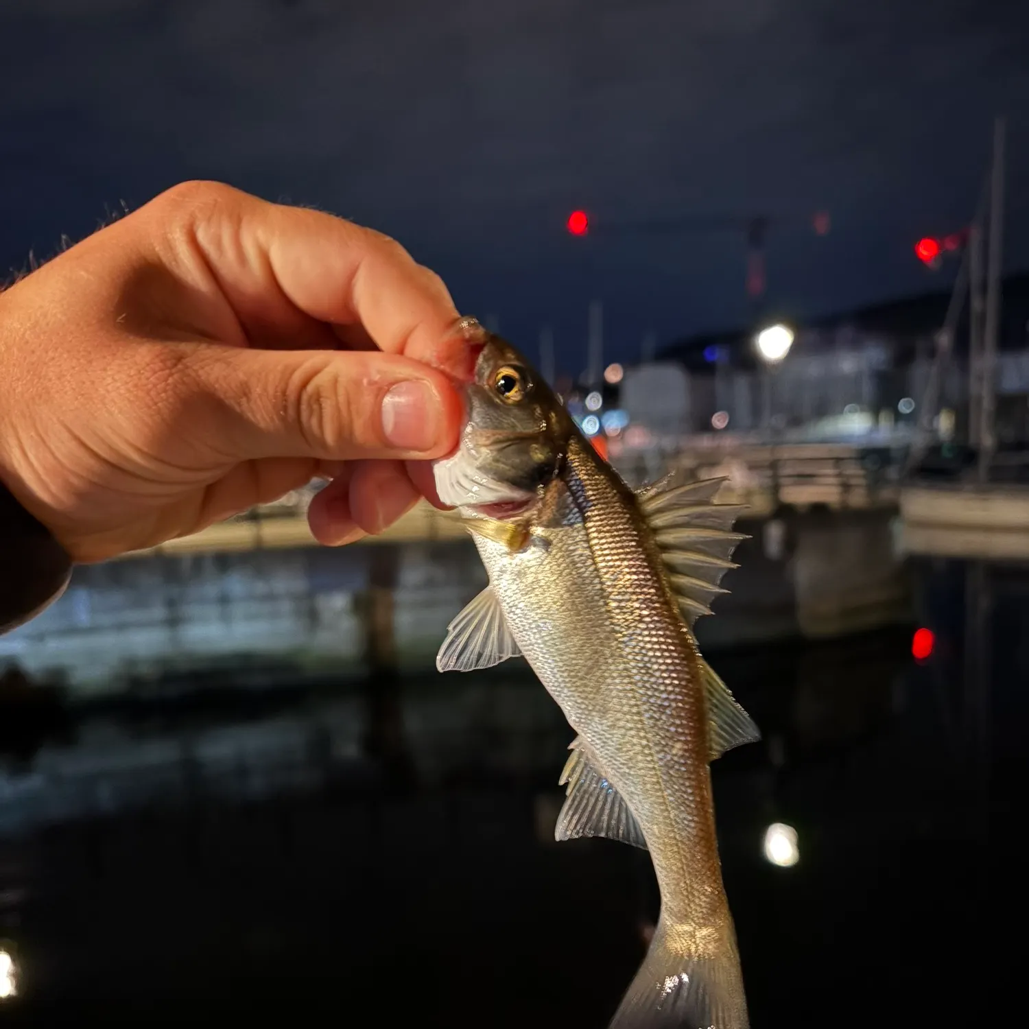European seabass caught on Fishbrain
