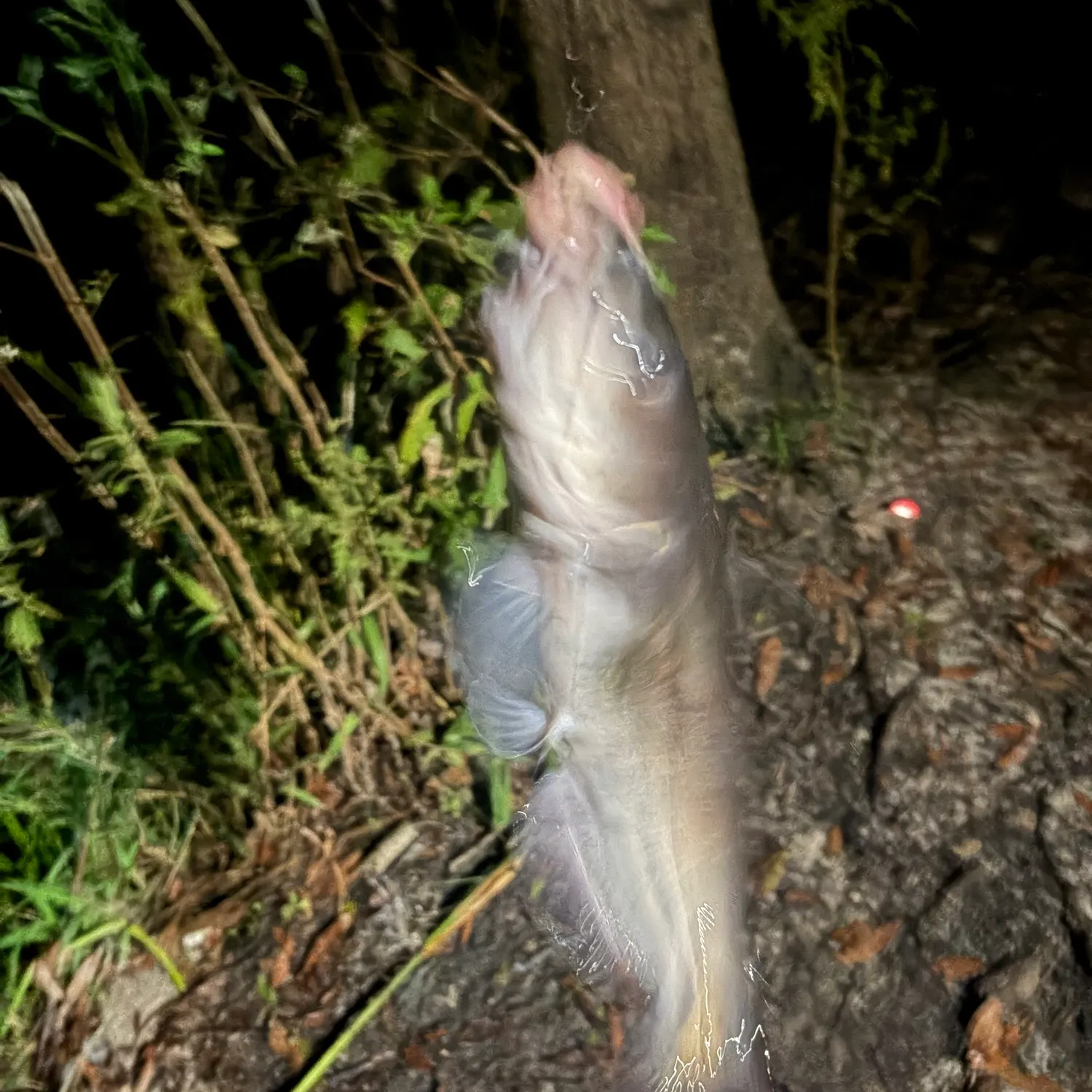 The most recent Clown knifefish catches on Fishbrain