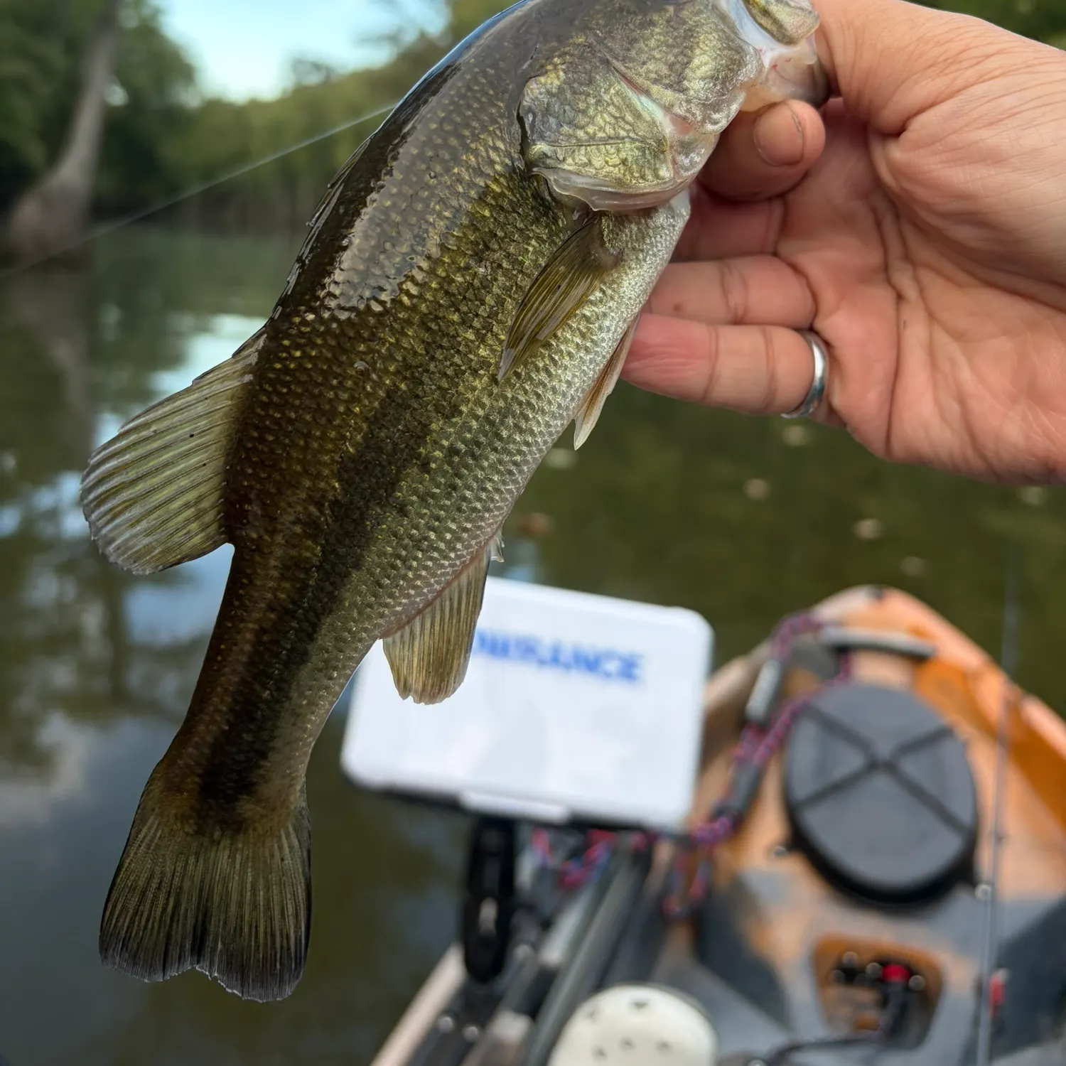 Largemouth bass caught on Fishbrain