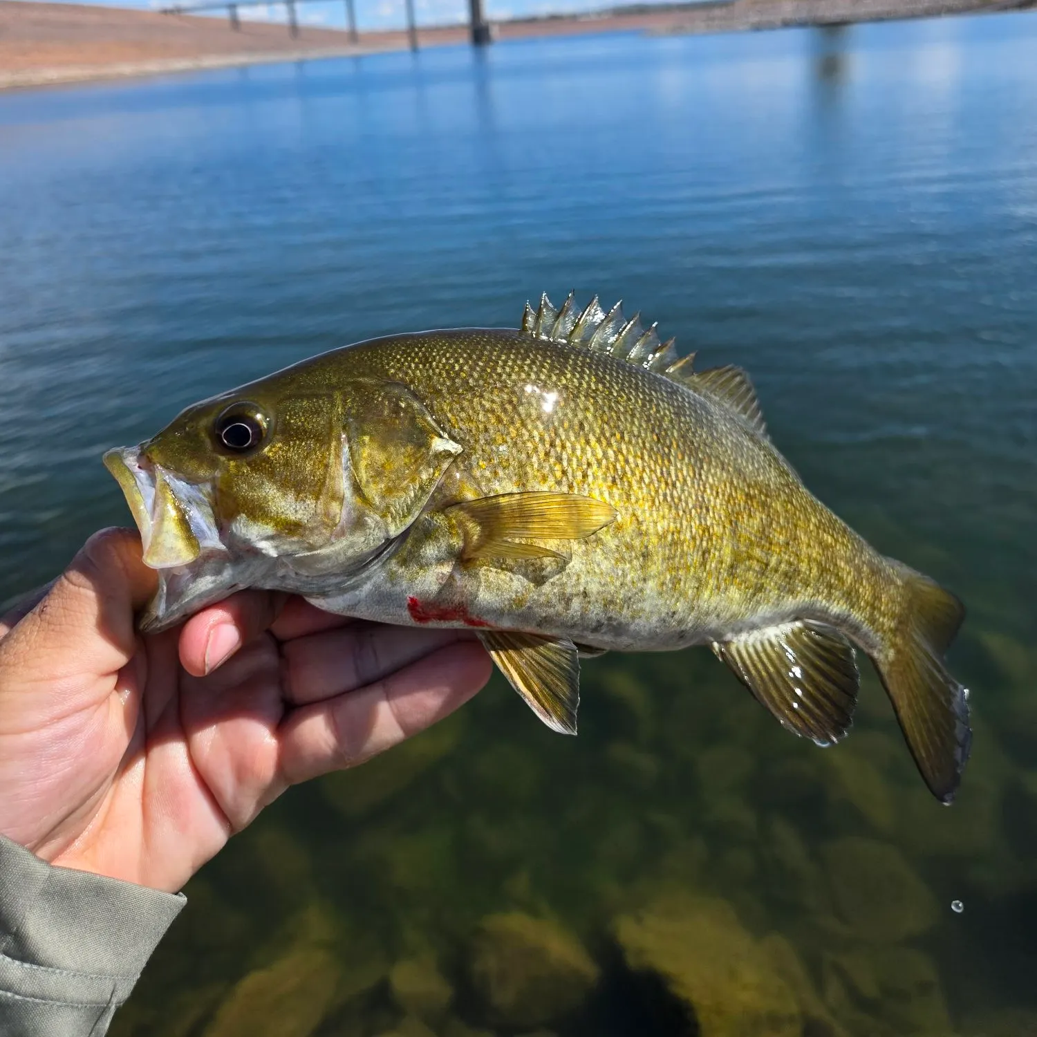 Smallmouth bass caught on Fishbrain