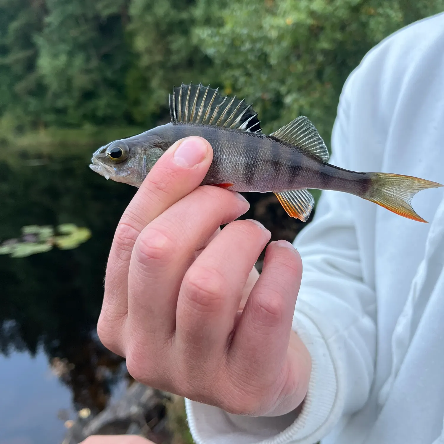 European perch caught on Fishbrain